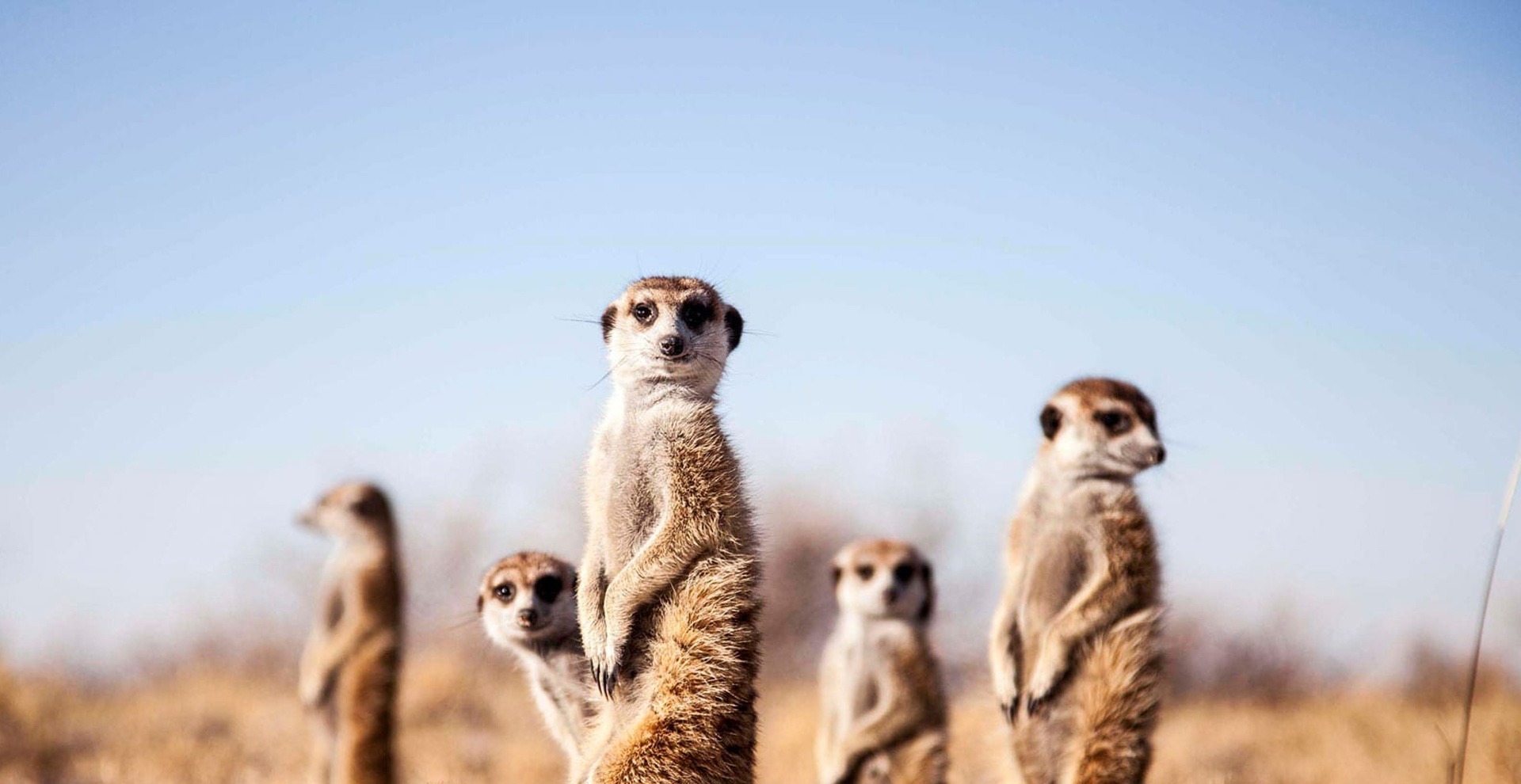 Meerkat-Focused Tour: Gweta & Nxai Pan (6 Days/5 Nights)