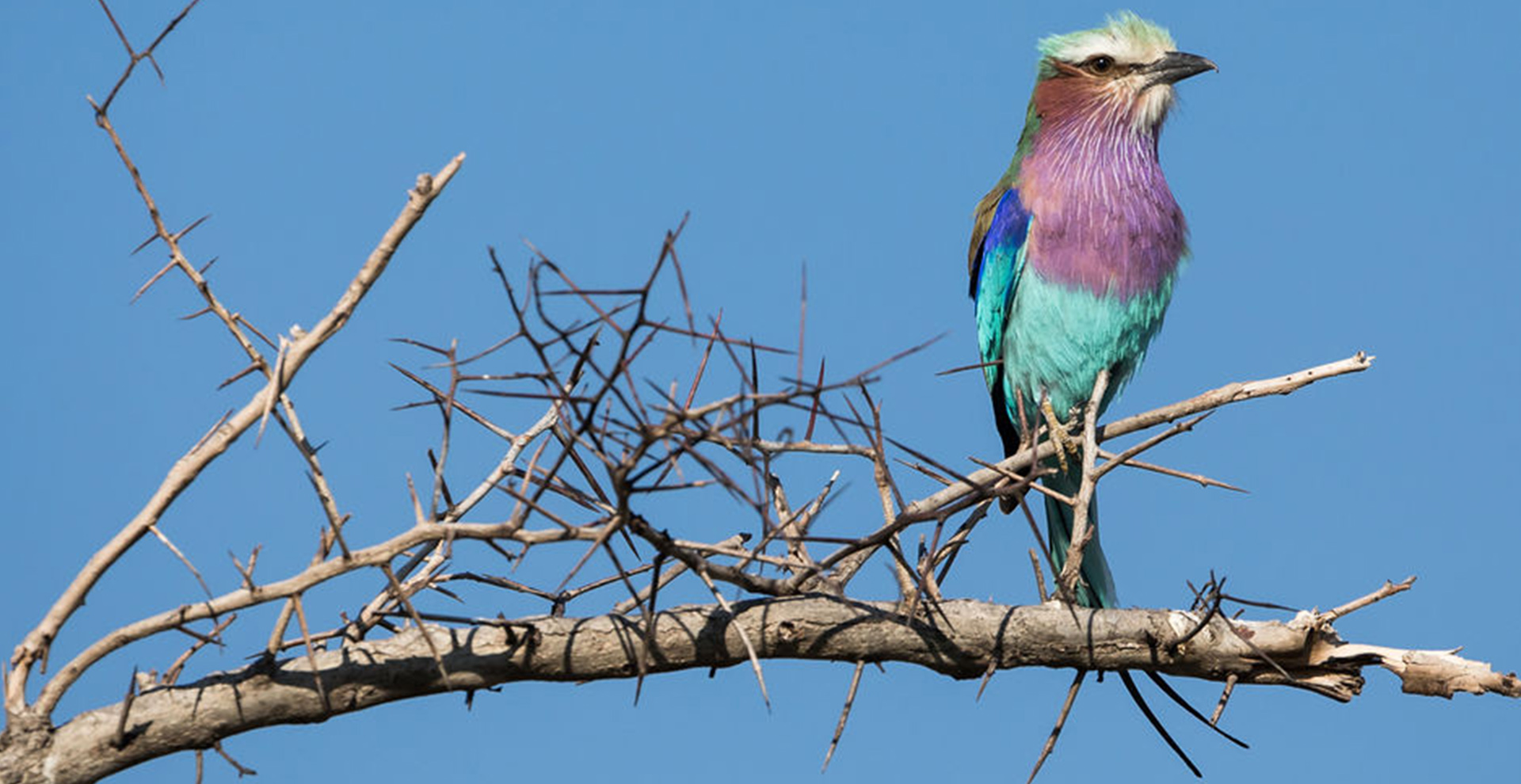 Three-Day Moremi Game Reserve Exploration (4 Days/3 Nights Safari)