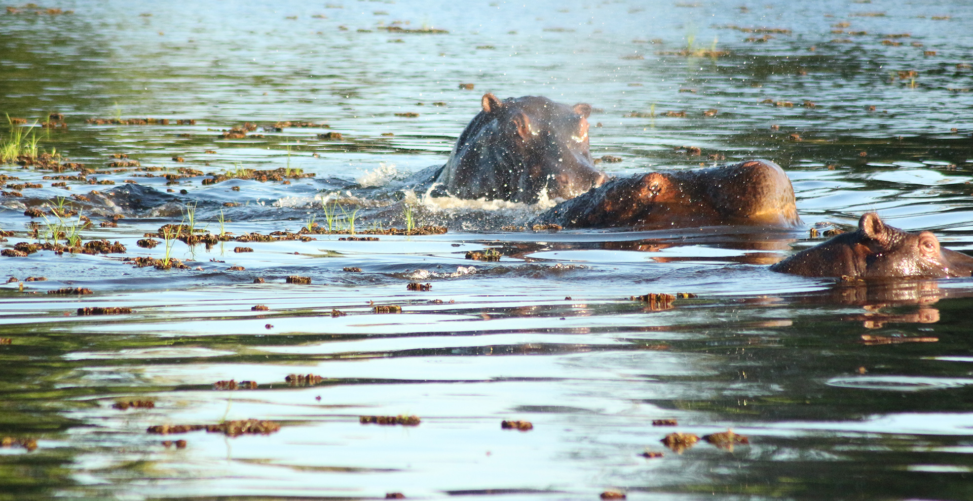 Mokoro Tour from Ditshiping (3 Days/2 Nights Okavango Delta Safari)