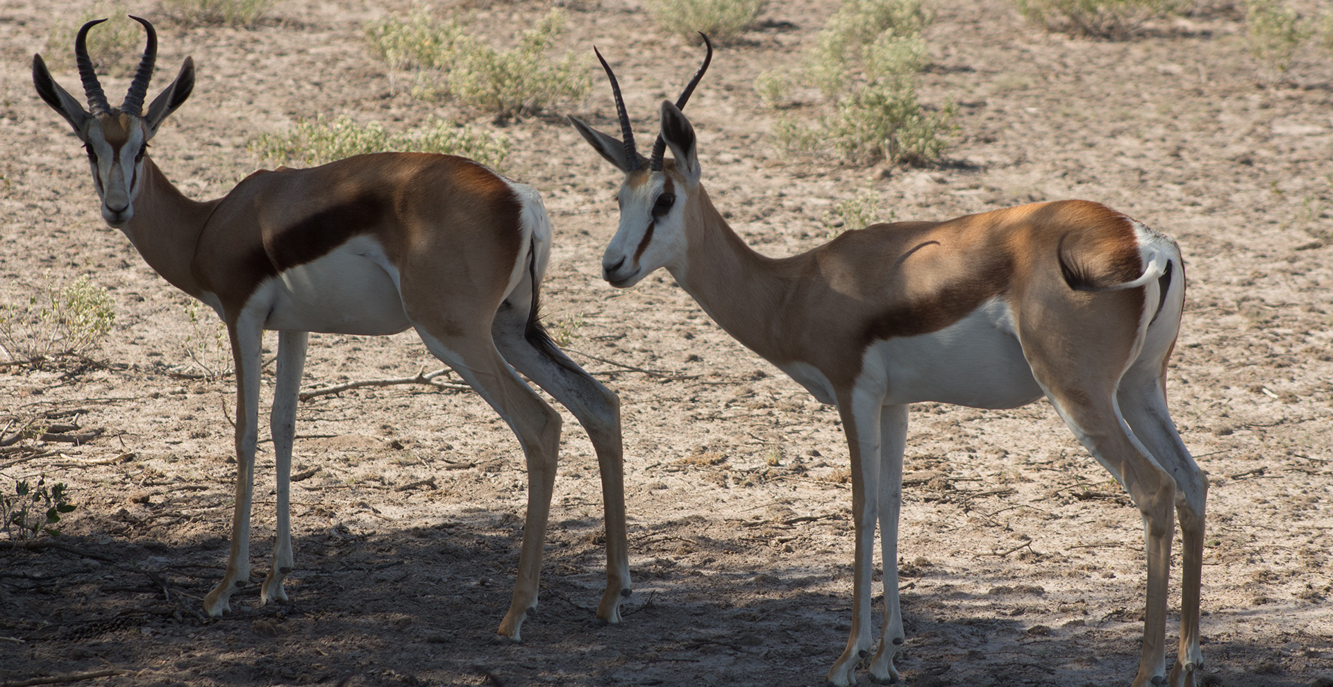 Five-Day Central Kalahari Game Reserve Safari: Deception Valley & Sunday Pan (5 Days/4 Nights)