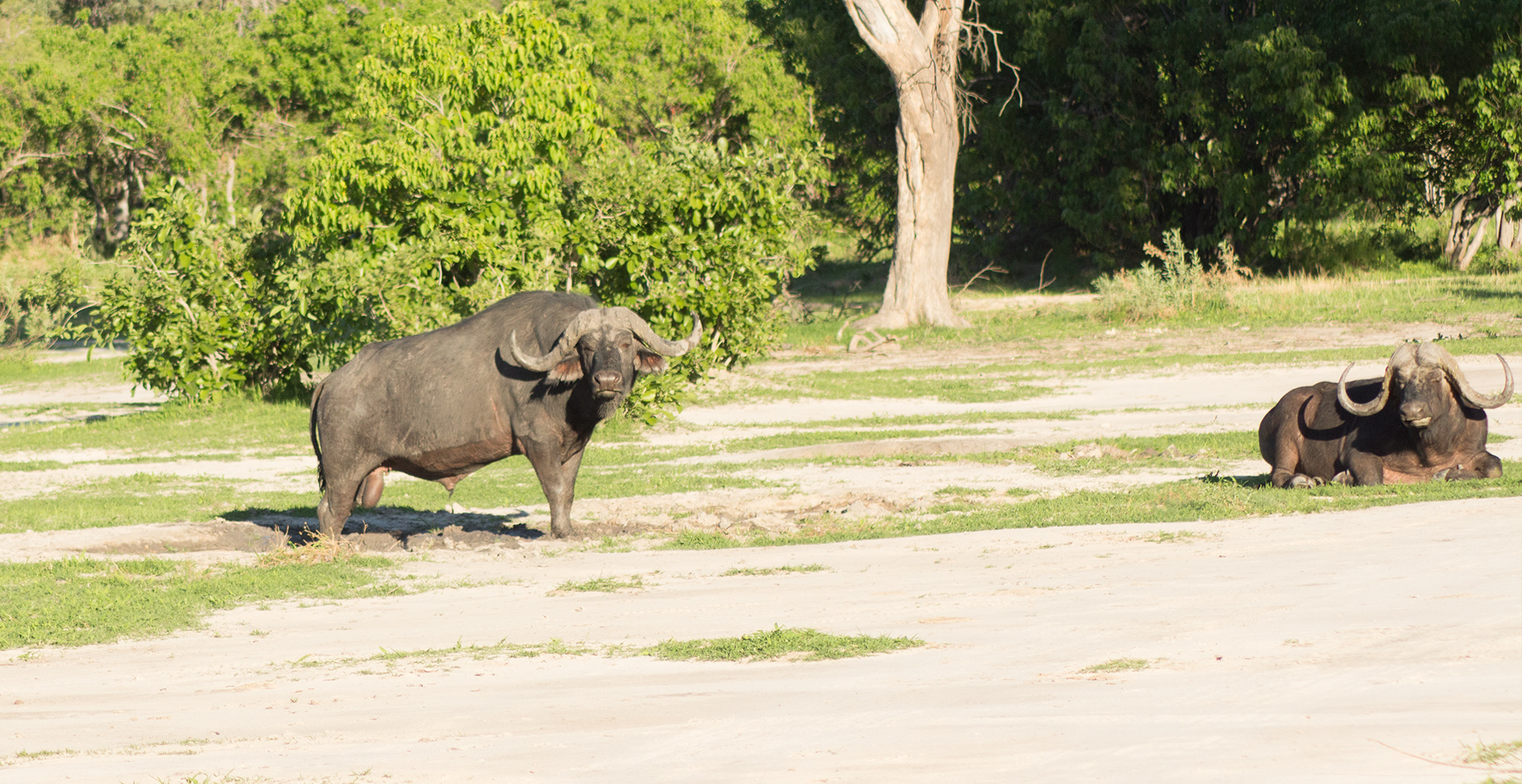 Two-Day Chobe Riverfront Safari (2 Days/1 Night)