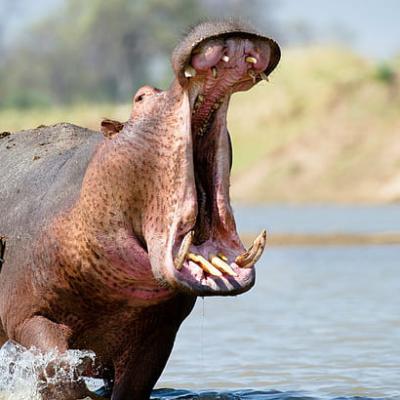 Hippo Maun3