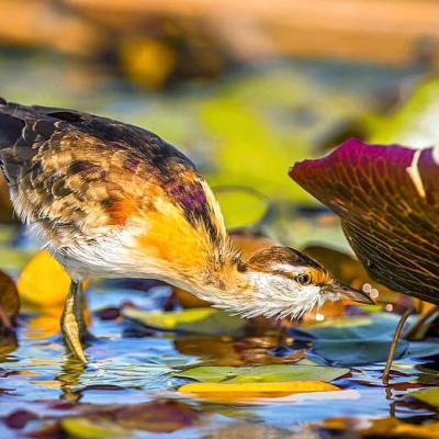 Wildlife Nature Birds Botswana Jacana Hd Wallpaper Preview3